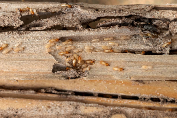 Best Mosquito Control Services  in Pupukea, HI